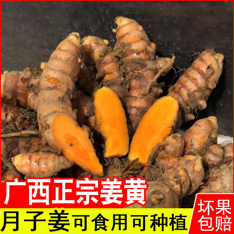 广西正宗野生姜黄食用小黄姜新鲜产后月子老姜种苗云南5斤10包邮