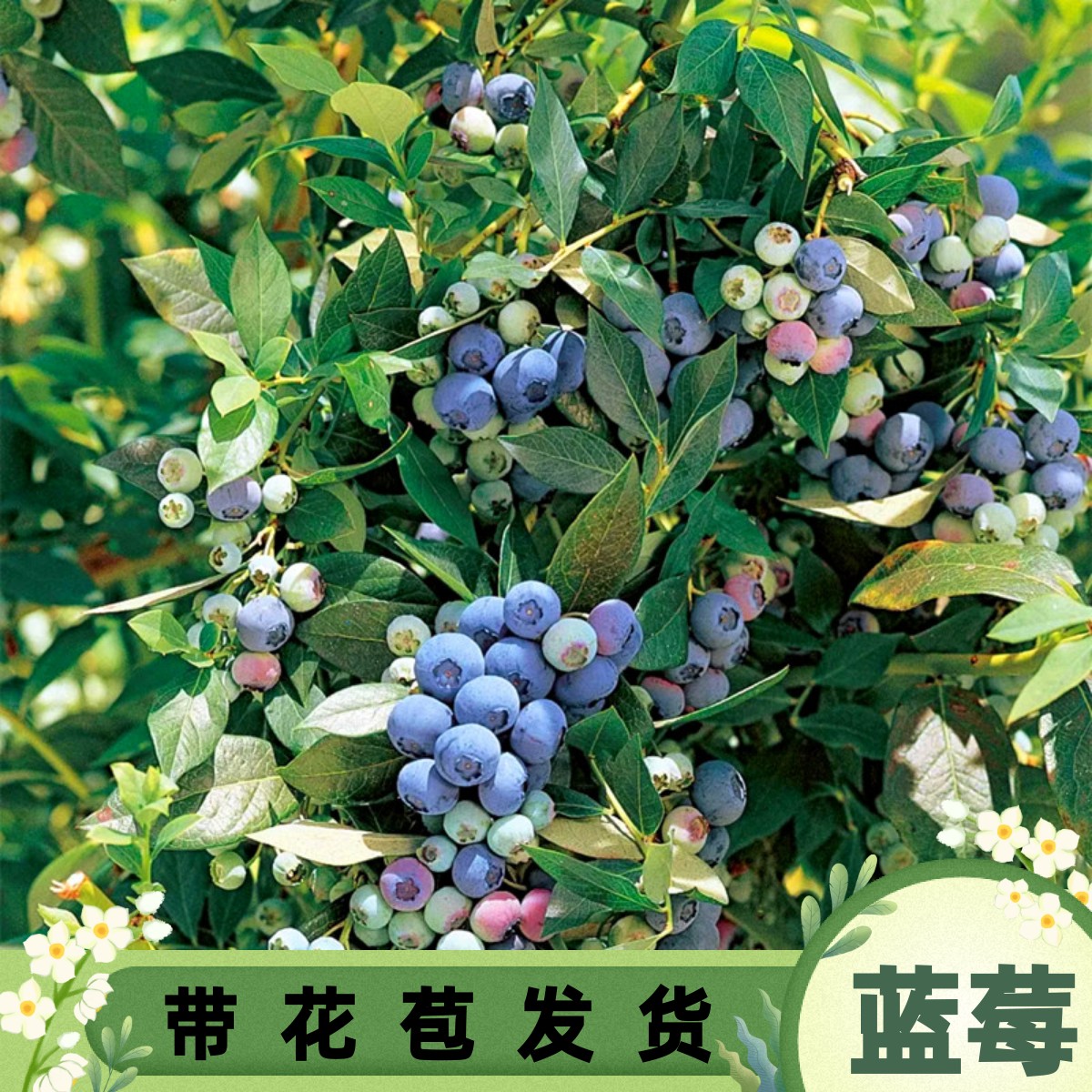 蓝莓树果苗怡颗带果或带花苞盆栽庭院阳台树苗当年结果南北方种植