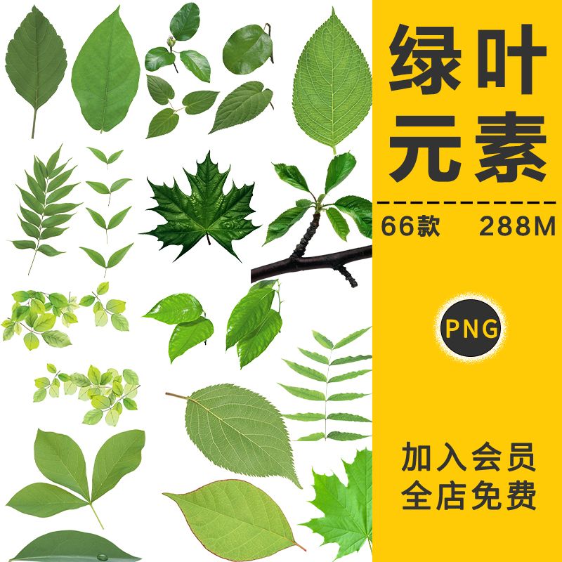 绿色植物薄荷龟背叶子绿叶飘叶高清海报设计装饰PNG免抠图元素材