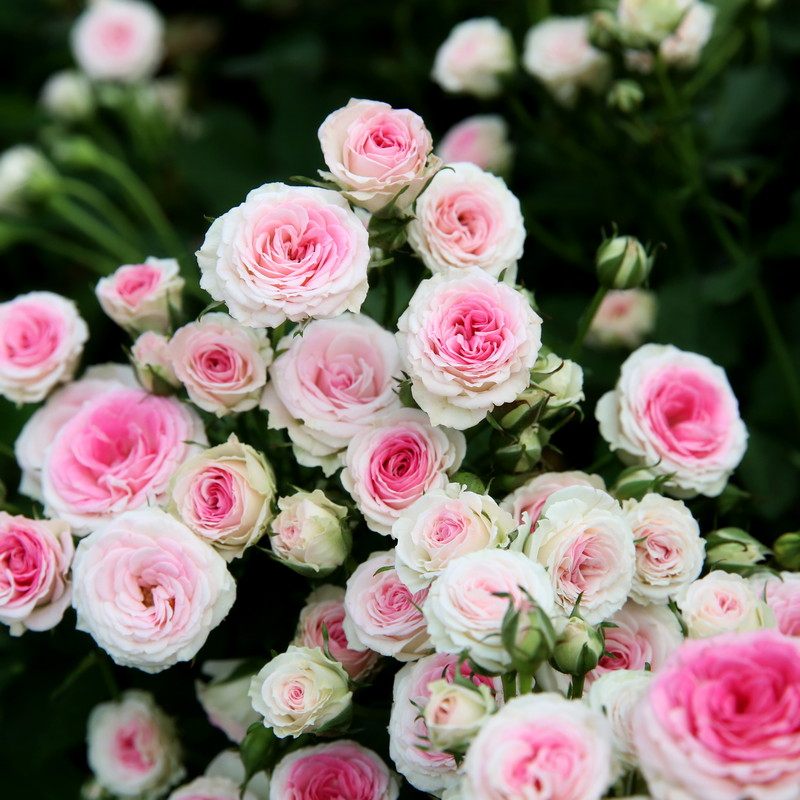 四季玫瑰花苗盆栽灌小伊甸园阳台室内花园绿植物多头浅粉月季花卉