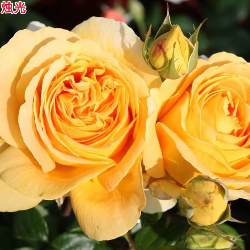 超新品全球美人烛光月季苗大花浓香庭院阳台盆栽玫瑰四季开花