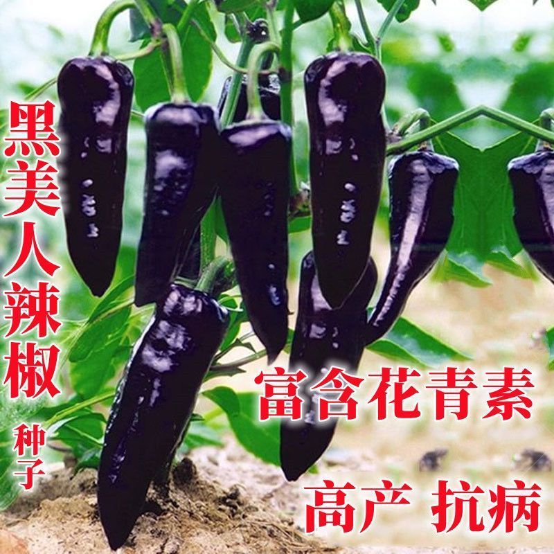 紫妃尖椒种子黑紫色彩椒辣椒高产抗病牛角寿光蔬菜种籽孑籽种