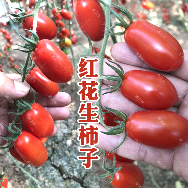 花生柿子果番茄种子洋柿子台湾圣女果西红柿种籽盆栽花生四季春季