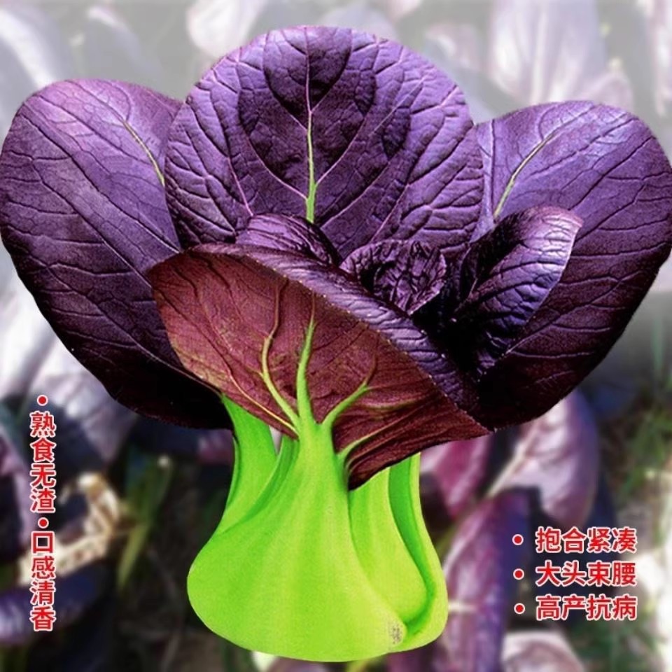 紫叶青梗小油菜种子 农田菜园四季种生长快口感鲜嫩青梗紫油菜籽