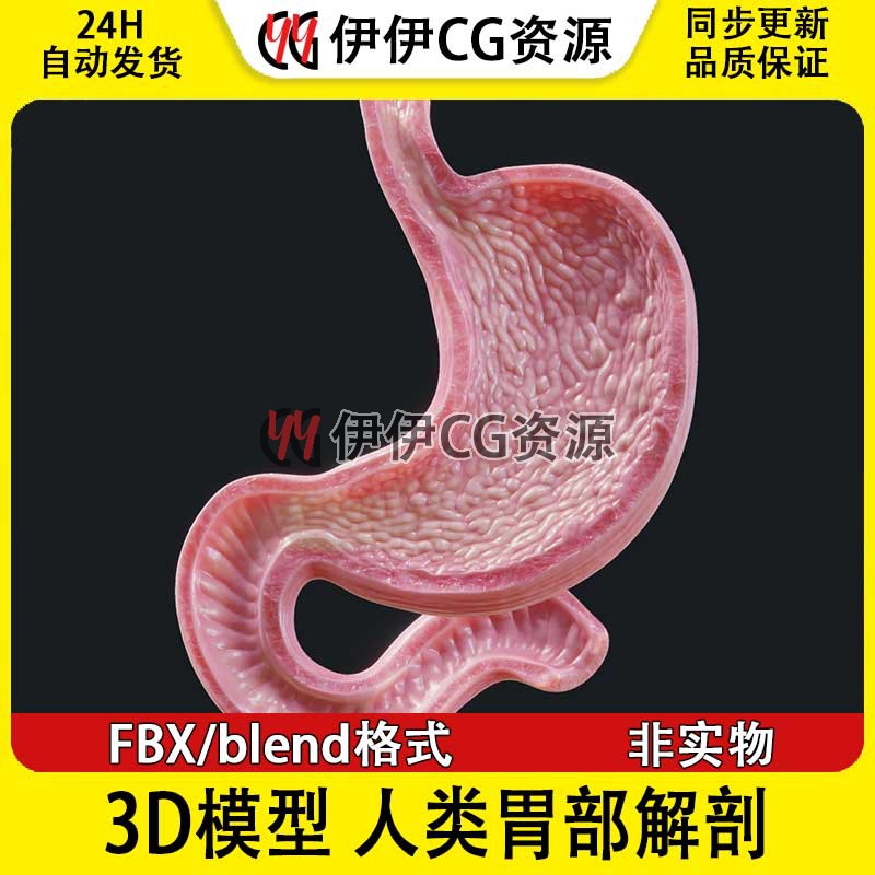 3D模型FBX医学结构解剖人类胃部剖面胃内部结构blend格式PBR材质