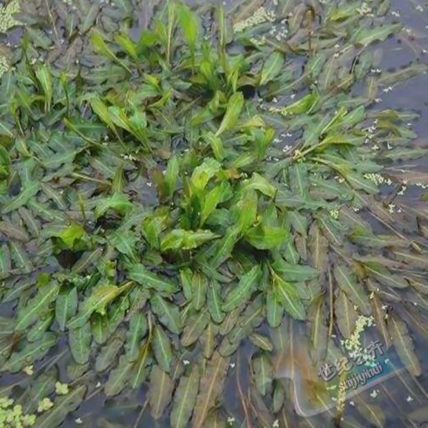 水生植物  马来眼子菜  沉水植物 可净化水质鱼塘园林造景