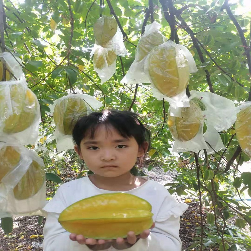 甜杨桃新鲜现摘5斤包邮应季孕妇广东树上熟黄水果红龙洋桃十二果
