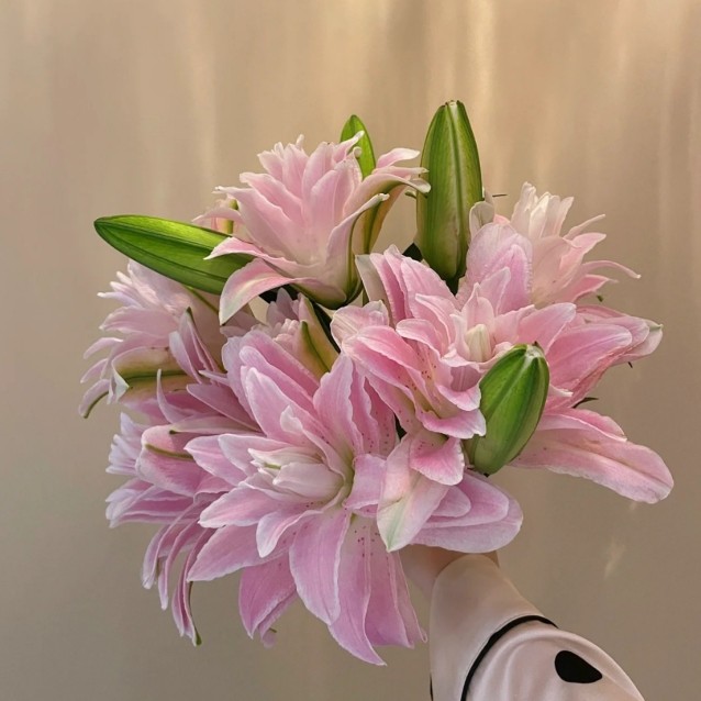 粉色重瓣百合云南直发客厅卧室水养插花室内装饰生日礼物鲜花花束