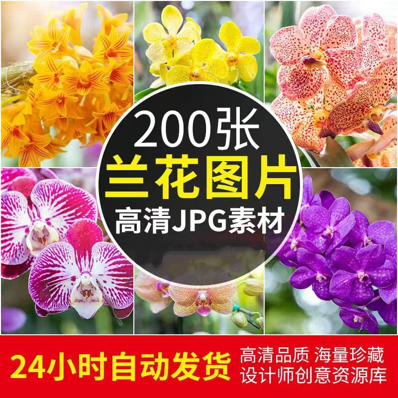 高清JPG素材兰花图片粉红黄紫色唯美君子卉瓣特写植物背景摄影照