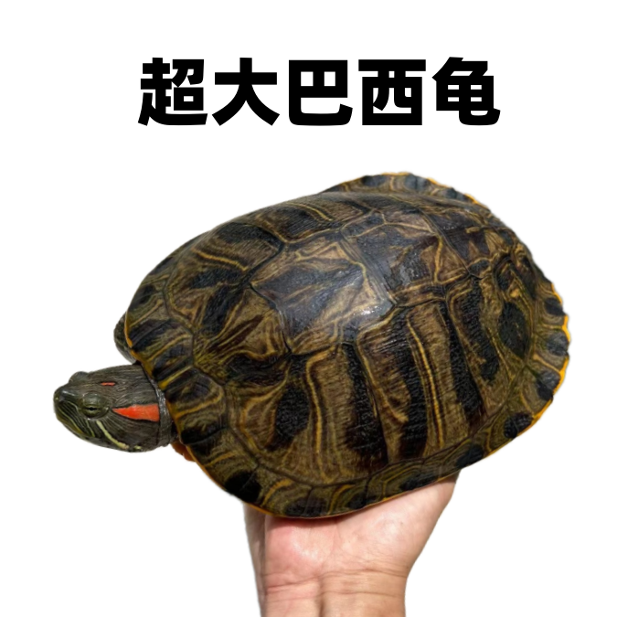 大巴西龟活体家养宠物龟下蛋繁殖可食用种龟红耳巴龟彩龟外塘淡水