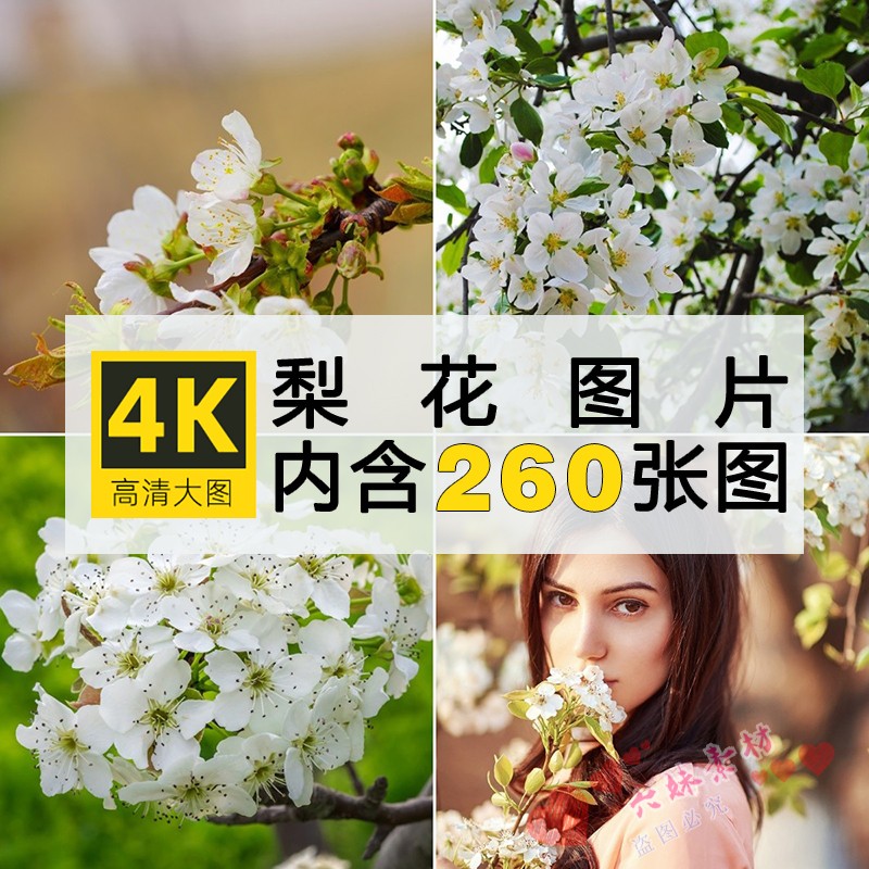 4K高清梨花图片白色树花朵植物花卉摄影特写照片手机电脑壁纸素材