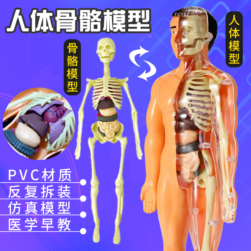 人体结构器官模型骨骼3d骨架全身可拆卸拼装内脏儿童医学解剖玩具