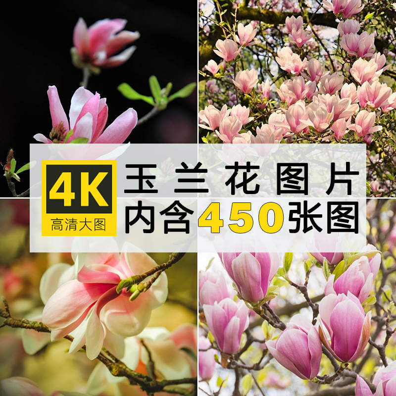 4K高清玉兰花图片红白色树花朵唯美花卉植物摄影照片电脑壁纸素材