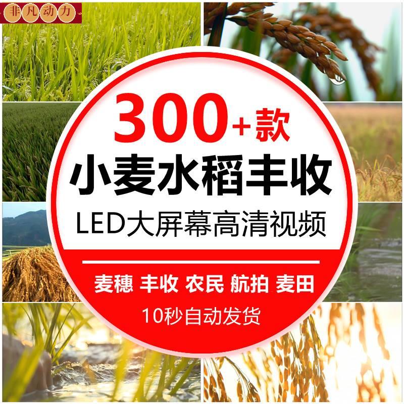 农业秋季天麦田小麦子麦苗水稻丰收成熟农民粮食舞台背景视频素材