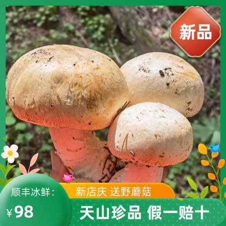 新疆天山 伊犁特产 新鲜野蘑菇 超营养野生鸡腿菇 野香菇500g鲜品