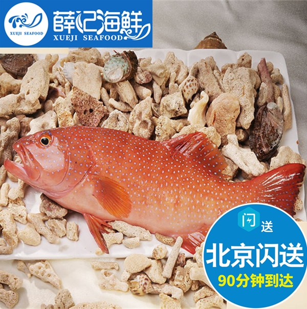 可清理 1.5一1.6斤/条 鲜活红东星斑  新鲜深海鱼石斑鱼