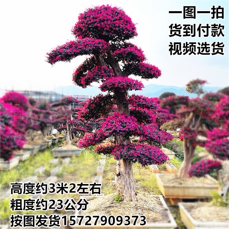 红花继木树桩庭院植物户外四季常青红檵木盆景大型庭院造型树大树