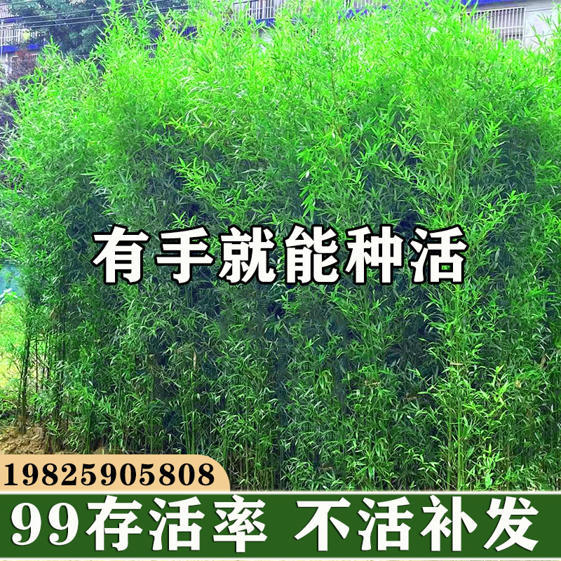 耐寒观赏竹子苗庭院四季青名贵竹子盆栽室内紫竹苗景观绿罗汉金竹