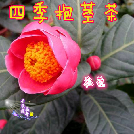 越南四季抱茎茶海棠花苞茶花苗盆栽大叶花卉绿植阳台庭院植物包邮