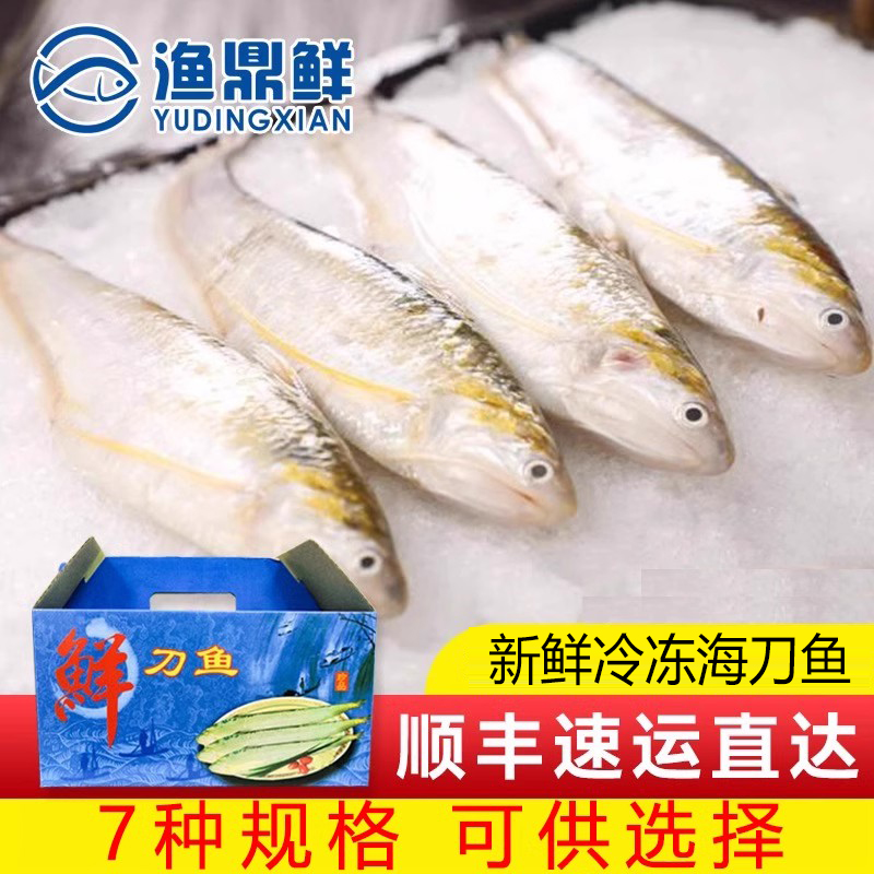 2024年冰鲜海刀鱼500g8种规格新鲜当天捕捞上海崇明东海刀鱼