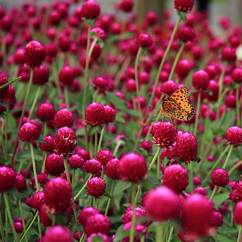 千日红种子百日红火球庭院景观绿化花卉易活草花籽千日紫分花种子