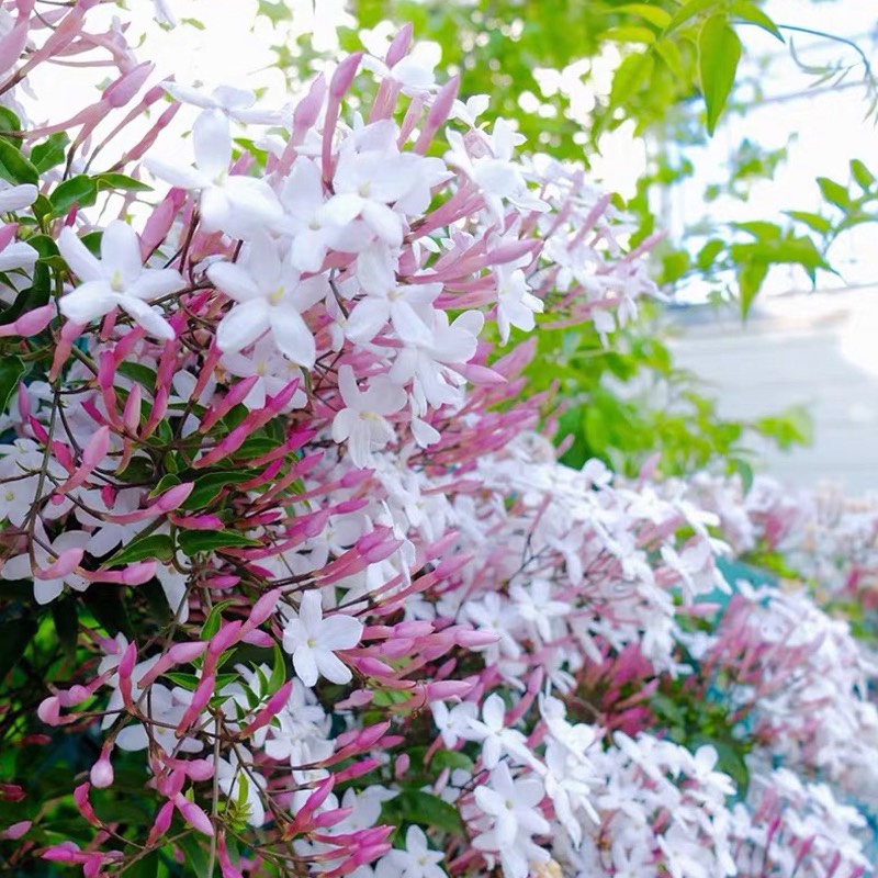 多花素馨盆栽 很香的花 爬墙爬藤植物阳台多年生花卉 耐晒