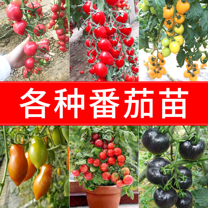小西红柿种