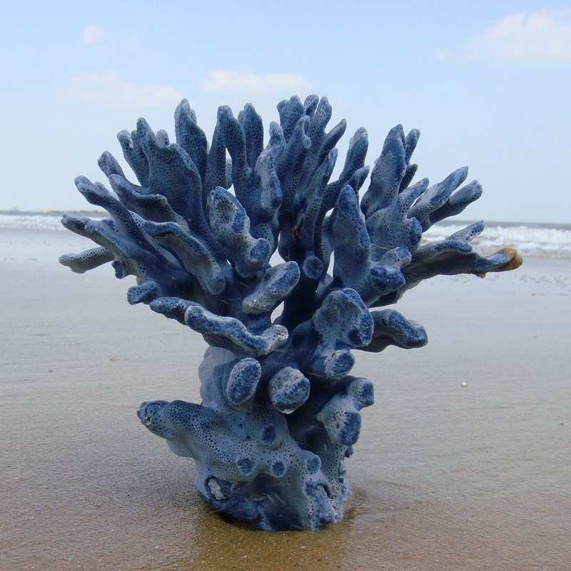 天然蓝珊瑚家居摆件鱼缸造景装饰橱窗摆件珊瑚树礁石盆景贝壳海螺