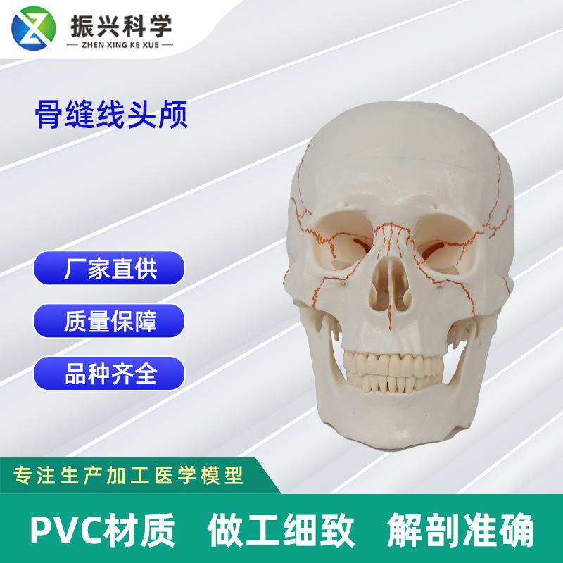 骨缝线头颅 20*14.5*17.5CM 医学人体头骨颅骨模型骨科教学模具