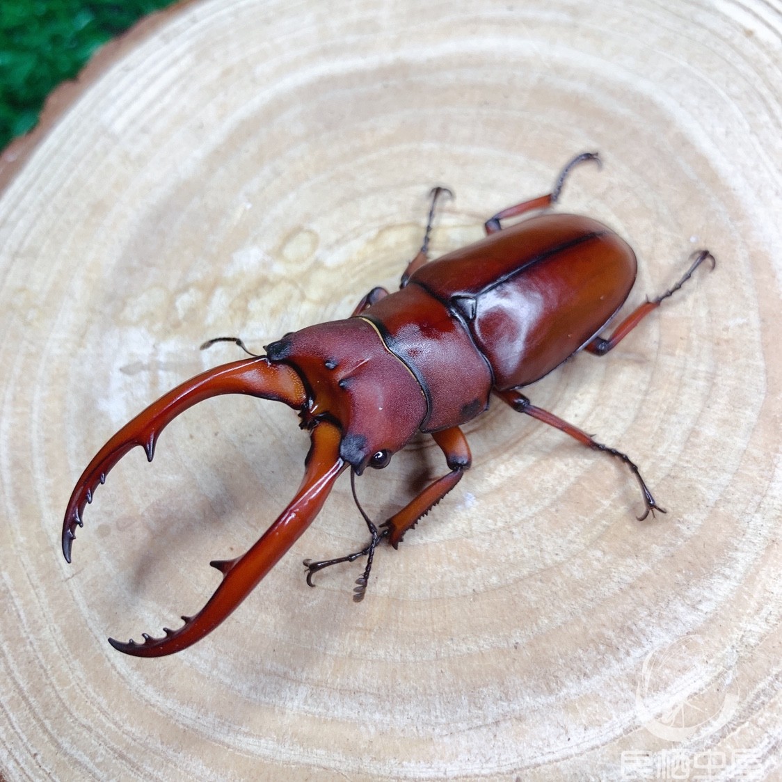 宠物甲虫血两点赤锹甲滇南两点赤锯锹饲养难度极低 新手甲虫入门