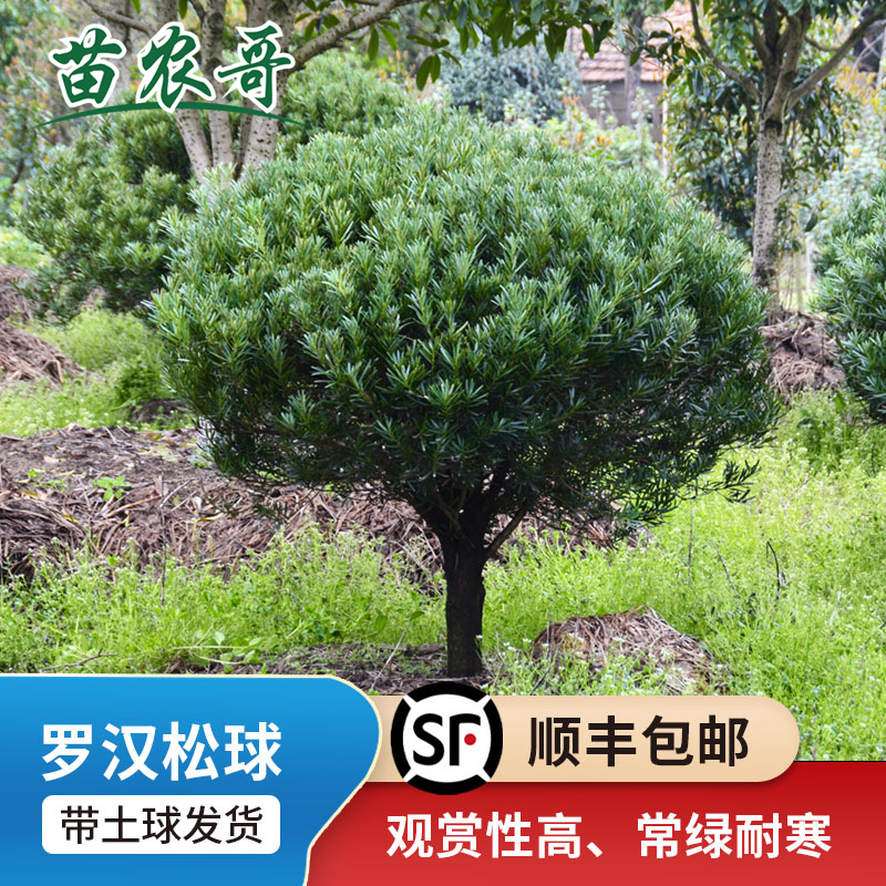 罗汉松球 有氧常绿植物 日本罗汉松树苗 净化空气防辐射庭院植物