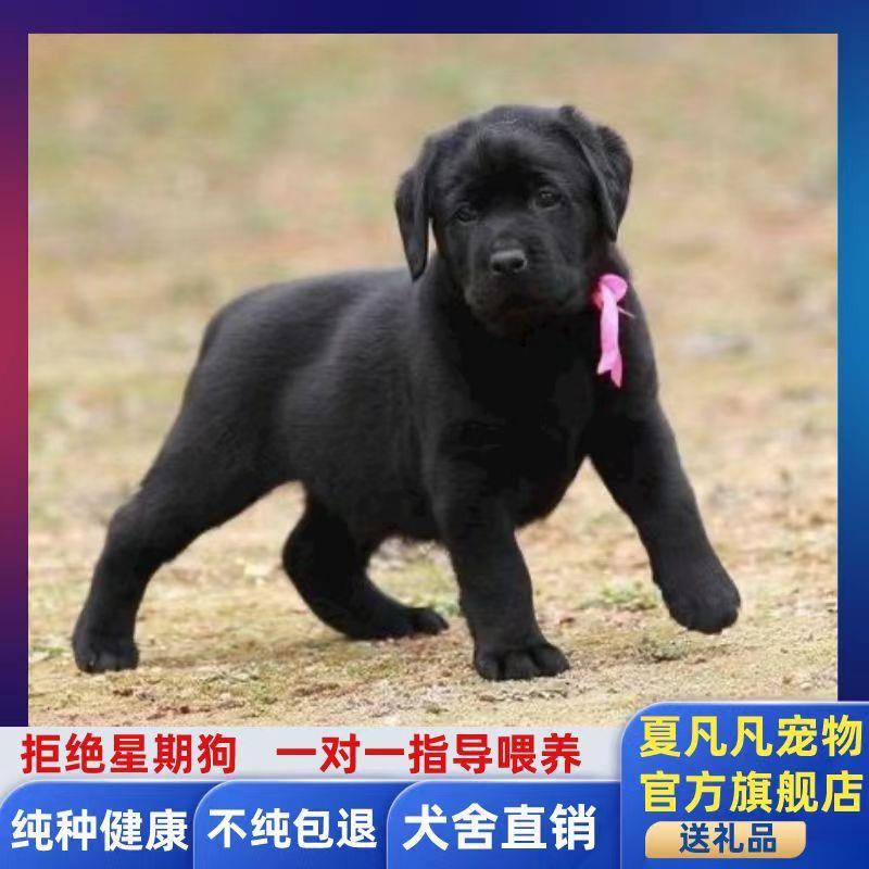 拉布拉多犬幼犬纯种双血统高智商大型犬宠物狗活物真狗黑色奶白色