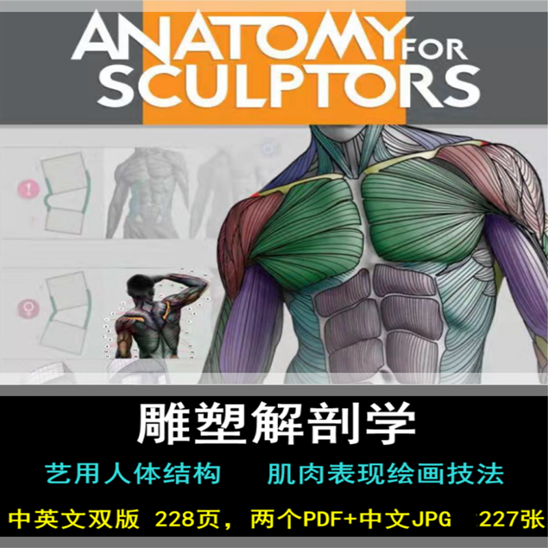 高清雕塑解剖学中文版艺考人体肌肉骨骼解剖结构cg绘画电子教程图