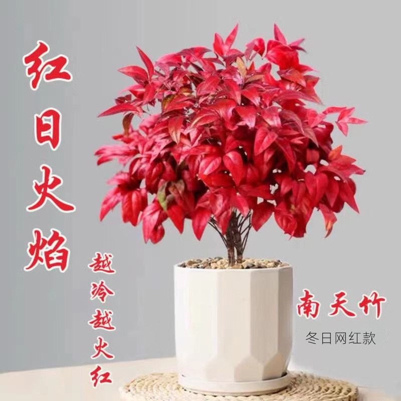 冬天不怕冻的植物火焰南天竹耐寒四季不落叶越冷越红室外冬中国红