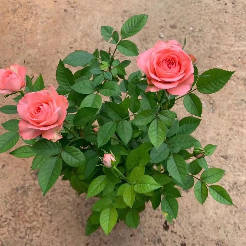 仙度瑞拉粉色灰姑娘阳台玫瑰花盆栽带花苞开花微月季花苗四季庭院