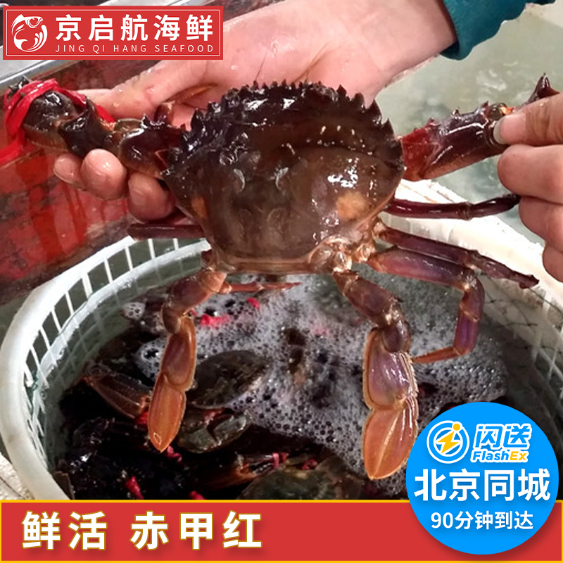 2-4只1斤 北京闪送 鲜活赤甲红 螃蟹 海鲜 水产石蟹海虹蟹