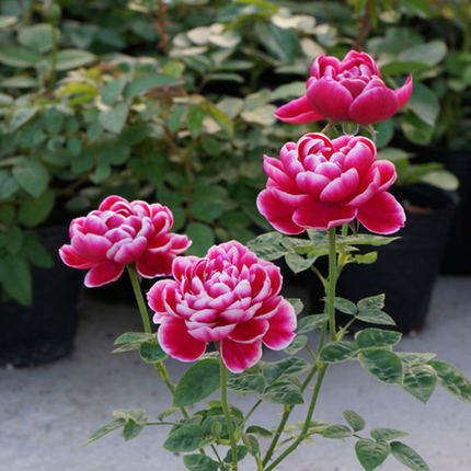 新品日本月季 玛丽玫瑰 奇特的花瓣颜色 富贵牡丹气质 灌木多花