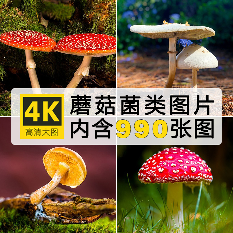 高清蘑菇图片自然风景植物摄影照片电脑壁纸绘画参考ps设计素材