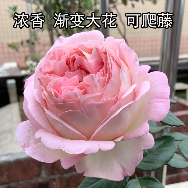 2014日系 オーブ破晓杏粉色黄白混合多色品种多季节开放月季花苗