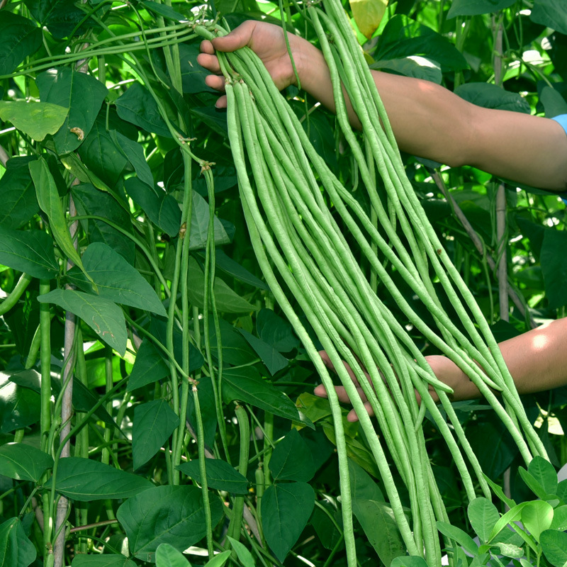 四季播摘不败高产豇豆种子绿条特长豆角挂满架豆蔬菜四季豆种籽