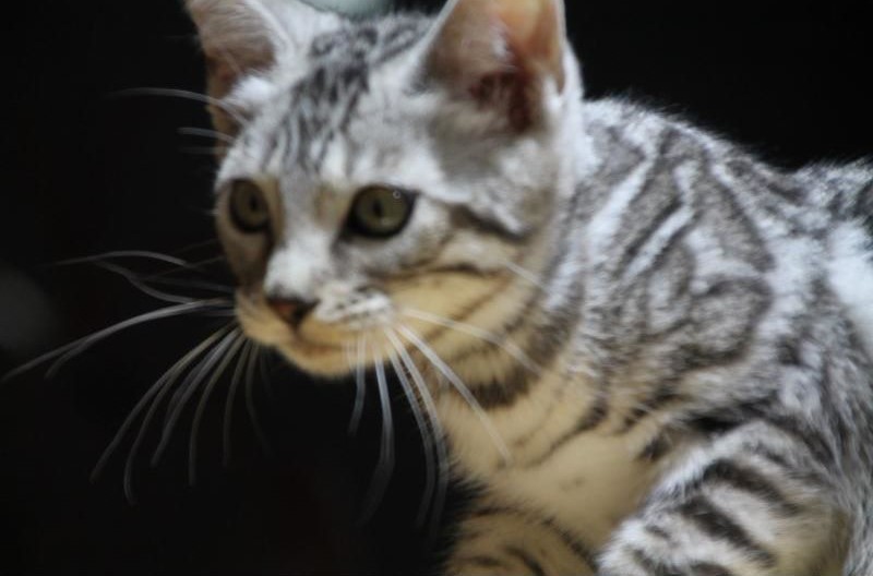 纯种孟加拉豹猫幼崽活体玩具虎银金豹双血统雪豹幼猫短毛宠物猫舍
