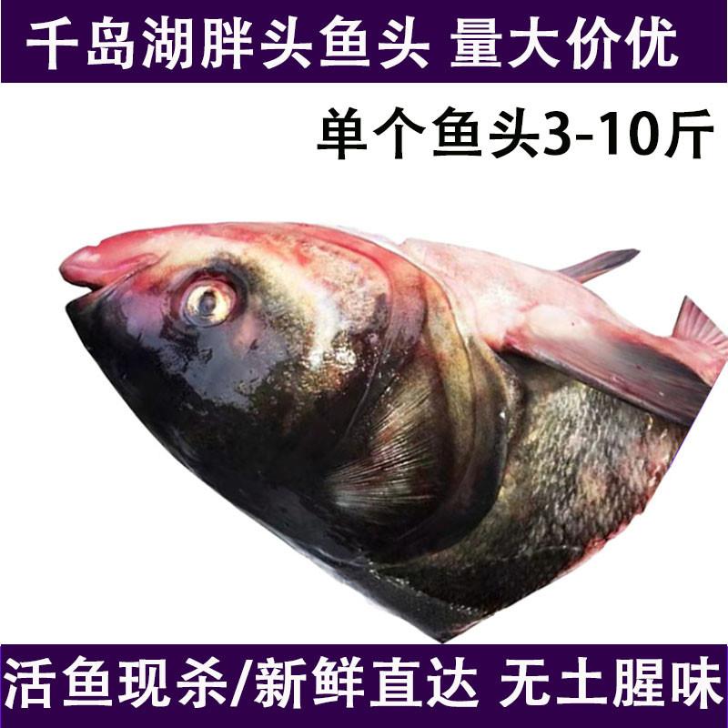 3-10斤/个 千岛湖大鱼头新鲜胖头鱼头花鲢鱼头鳙鱼鱼头泡饼  包邮