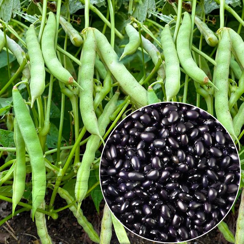 黑豆种子