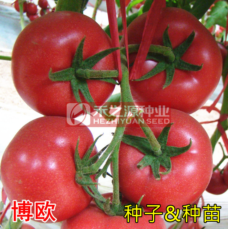 春秋博欧番茄种子高抗病毒春季西红柿种籽苗粉果四季毛粉寿光蔬菜