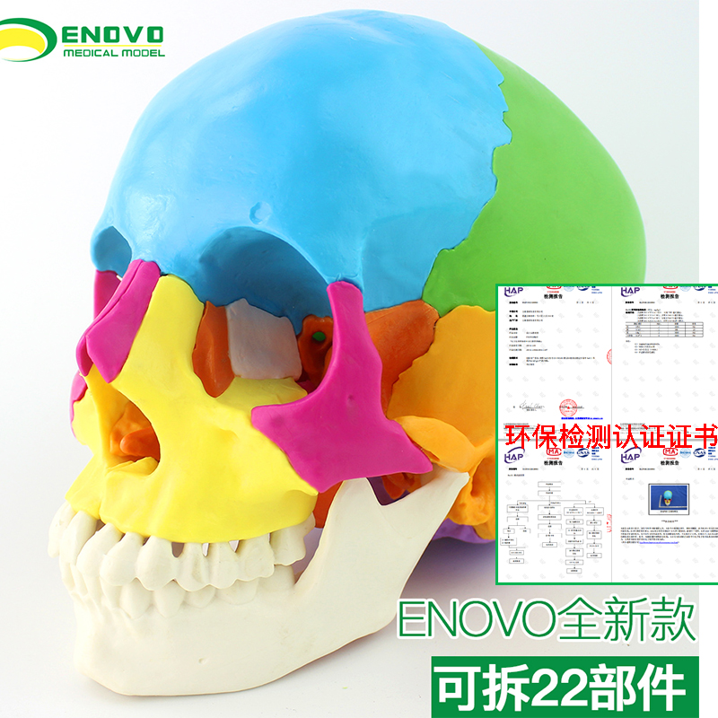 ENOVO颐诺医学用可分解人体头骨模型微整形美容颅骶疗法CST颅骨可拆22部件颅骨骨色分离颅骨骨性结构拼装整形