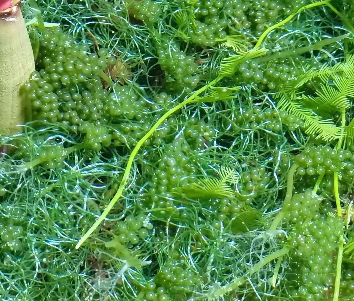 海缸绿毛藻