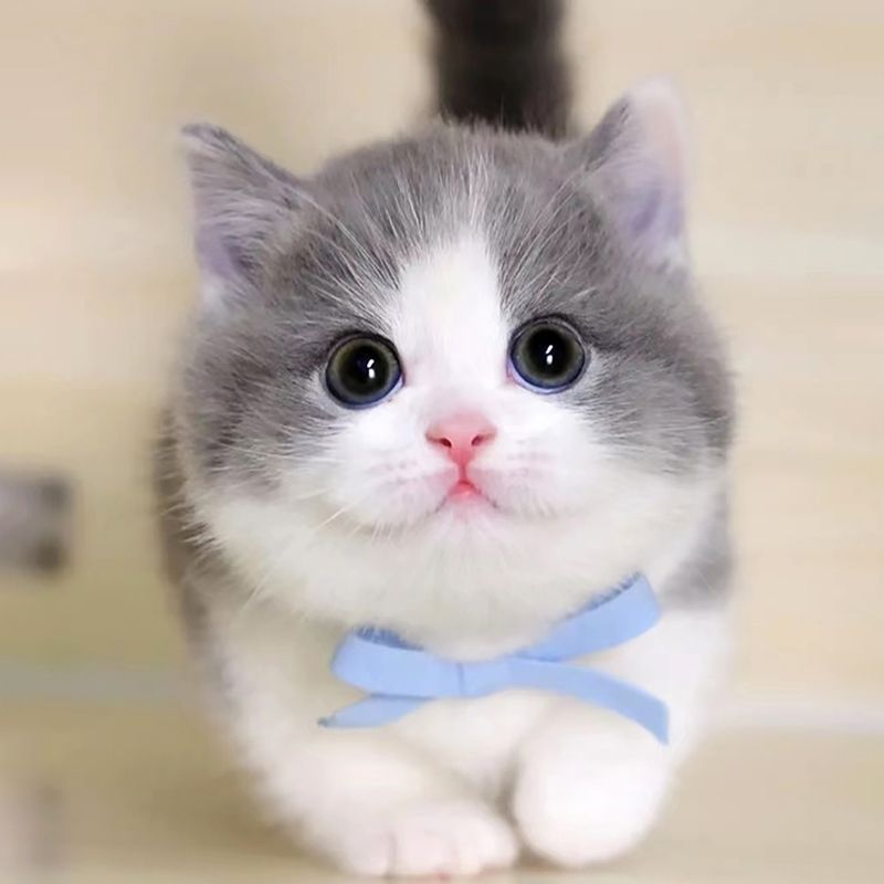 蓝白猫咪白猫幼猫宠物猫英短蓝猫矮脚活物美短银渐小猫咪