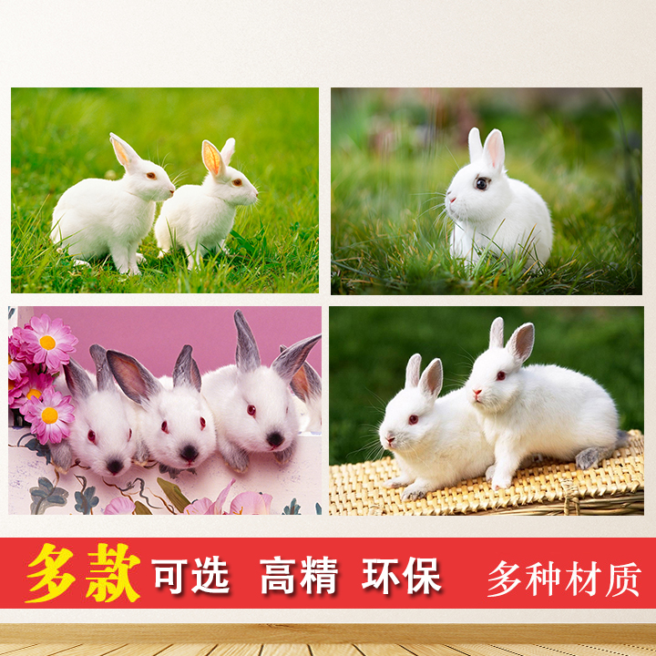 可爱兔子海报动物两只兔子图片小白兔小灰兔儿童房装饰贴墙画海报