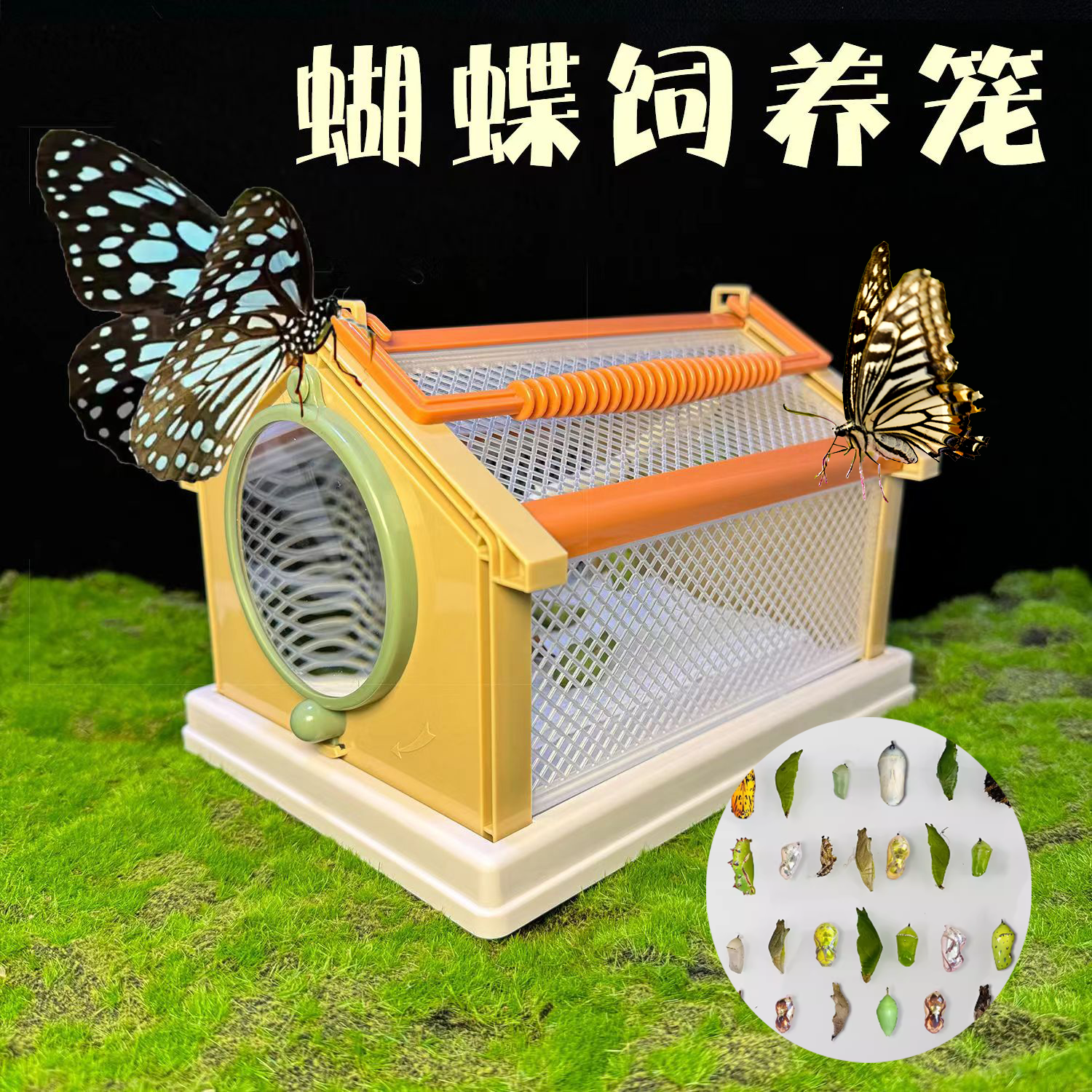 蝴蝶蛹可孵化卵茧观察盒笼儿童可以养的小宠物学生无毒幼儿园羽化