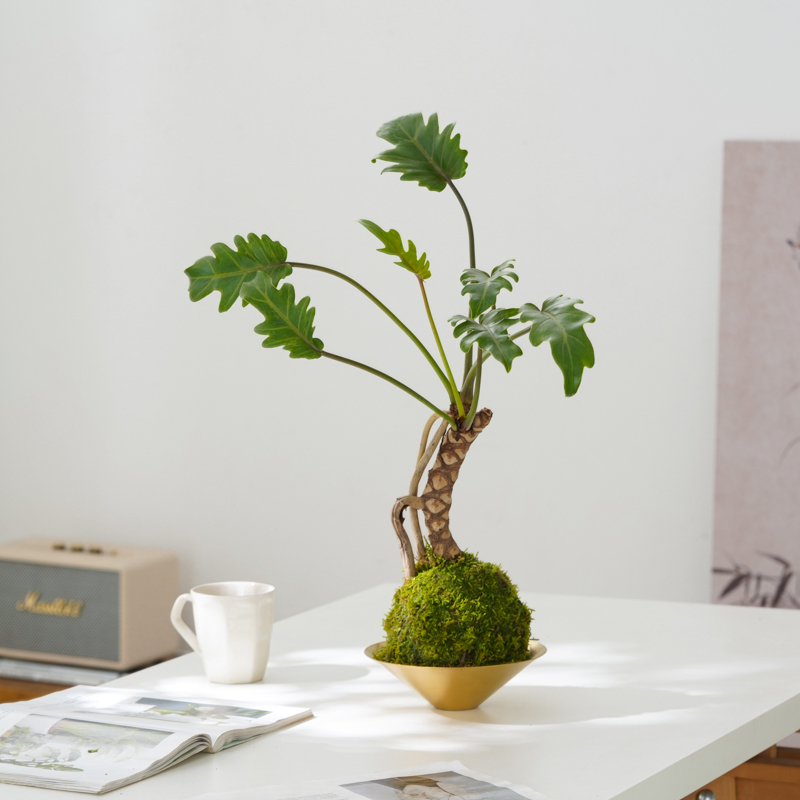 苔藓球小天使蓬莱松桌面水培造型绿植室内办公室四季好养小盆栽